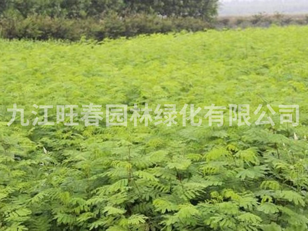 讓苗木生根的幾種方法？